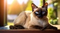 Siamese Cat Basks in Sunset Rays on Windowsill, Sapphire-Eyed Elegance