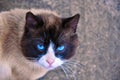 Siamese cat with beautiful blue eyes and a wise look.