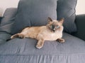 Siamese cat on bed Royalty Free Stock Photo