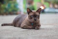 Siamese cat with a bell around his neck Royalty Free Stock Photo