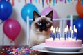 Siamese Cat with Birthday Cake and Candles Royalty Free Stock Photo