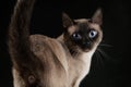 Siamese cat on a black background, brown fur, blue eyes, close-up, clean background Royalty Free Stock Photo