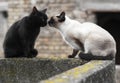 Siamese cat and black cat Royalty Free Stock Photo