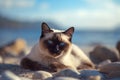 Siamese cat with blue eyes lying on the pebble beach Royalty Free Stock Photo