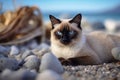 Siamese cat with blue eyes lying on the pebble beach Royalty Free Stock Photo