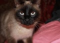 Siamese cat