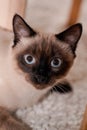 Siamese Cat Blue Eyes Portrait At Home