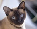 Siamese cat with blue eyes portrait view Royalty Free Stock Photo