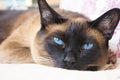 Siamese cat with blue eyes resting on the bed