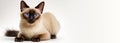 Siamese cat with blue eyes sits on a white isolated background. He\'s looking straight at the camera.