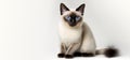 Siamese cat with blue eyes sits on a white isolated background. He\'s looking straight at the camera.