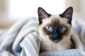 Siamese cat with blue eyes sitting on blanket