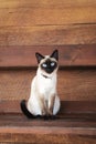 Siamese cat with blue eyes sitting on a wooden bench Royalty Free Stock Photo