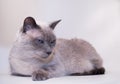 Siamese Cat, Blue-Point Royalty Free Stock Photo