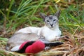 Siamese cat with broken leg