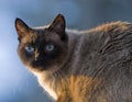 Siamese cat, chocolate point