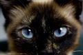 Siamese Cat Close Up With Blue Eyes.