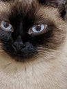 Siamese cat close up portrait Royalty Free Stock Photo