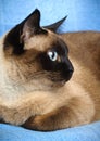 Siamese cat closeup