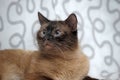Siamese cat Royalty Free Stock Photo
