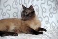 Siamese cat Royalty Free Stock Photo