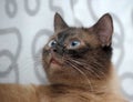 Siamese cat Royalty Free Stock Photo