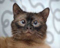 Siamese cat Royalty Free Stock Photo