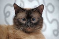 Siamese cat Royalty Free Stock Photo