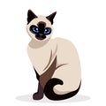 Siamese cat. siam Cute Kitty sitting isolated on white. kawaii vector illustration