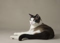 Siamese cat with dark long tail lounges on floor in the studio