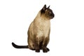 Siamese cat domestic sitting. White isolated background Royalty Free Stock Photo