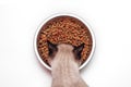 Siamese cat eating from a bowl of dry food Royalty Free Stock Photo