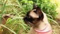 Siamese cat eating grass - handheld footage