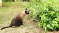 Siamese cat eating grass - handheld footage