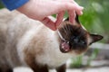 Siamese cat eating a small fish from the hands of man Royalty Free Stock Photo