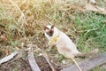 Siamese cat enjoy and sitting grass with natural in garden
