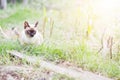 Siamese cat enjoy and sitting grass with natural in garden