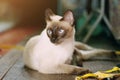 Siamese cat enjoy and sitting on wooden floor with natural sunlight