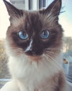 Siamese cat with expressive blue eyes close-up. A fluffy cat with beige and black fur looks at the camera in surprise. Royalty Free Stock Photo