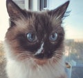 Siamese cat with expressive blue eyes close-up. A fluffy cat with beige and black fur looks at the camera in surprise. Royalty Free Stock Photo