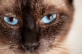 Siamese cat eye macro closeup Royalty Free Stock Photo