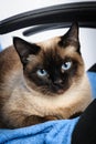 Siamese cat face macro closeup Royalty Free Stock Photo