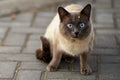 Siamese cat with funny face sitting on a tile in the yard Royalty Free Stock Photo