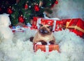 Siamese cat on gift box Royalty Free Stock Photo