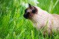 Siamese cat in the grass with blue eyes