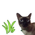 Siamese cat and grass isolated