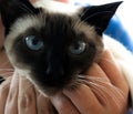 Siamese cat with her beautiful blue eyes.