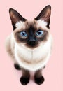 Siamese cat in hollow length on a colored background Royalty Free Stock Photo