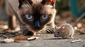 Siamese cat hunting to mouse, cute funny pet playing at house backyard, dangerous domestic animal background. Concept of attack, Royalty Free Stock Photo