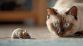 Siamese cat hunting to mouse at home, domestic young kitty face before pounce, portrait of happy pet playing with food in house.